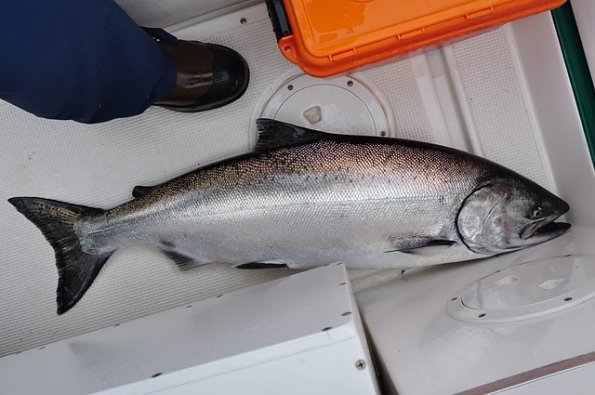 the-actual-salisbury-sound-5-king-salmon